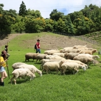 牧羊人體驗2